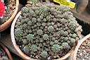 LOBIVIA HAEMATANTHA VAR.DENSISPINA.jpg